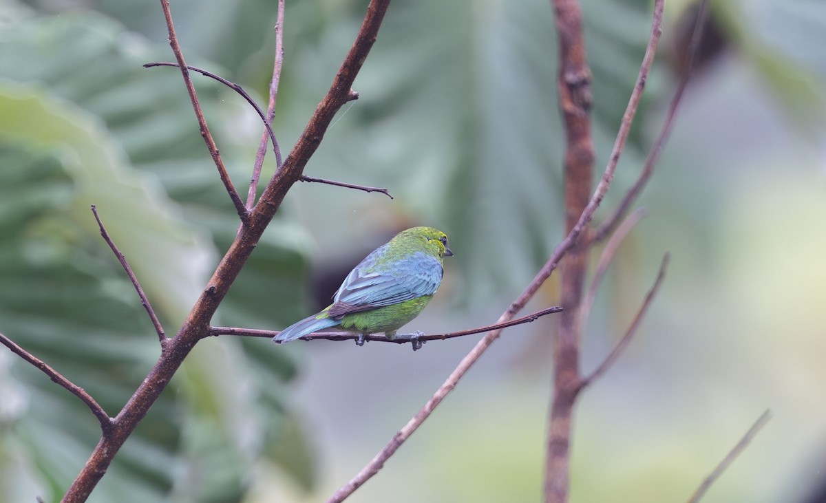 Dotted Tanager - Timo Mitzen