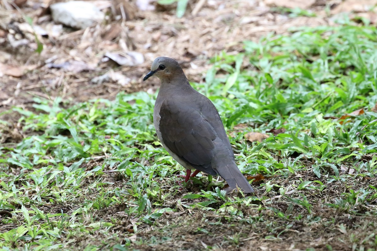 Gray-fronted Dove - ML612399484