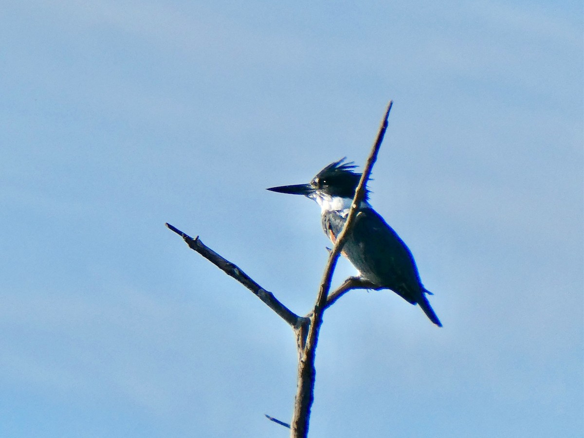 Belted Kingfisher - ML612399667