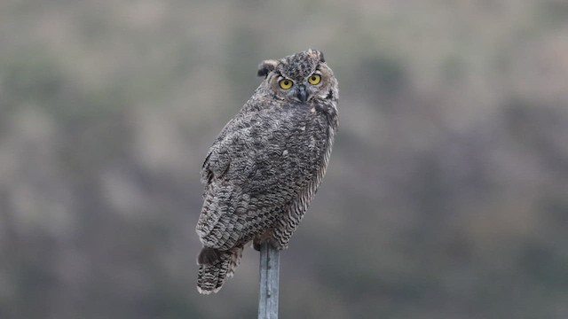 Great Horned Owl - ML612399744