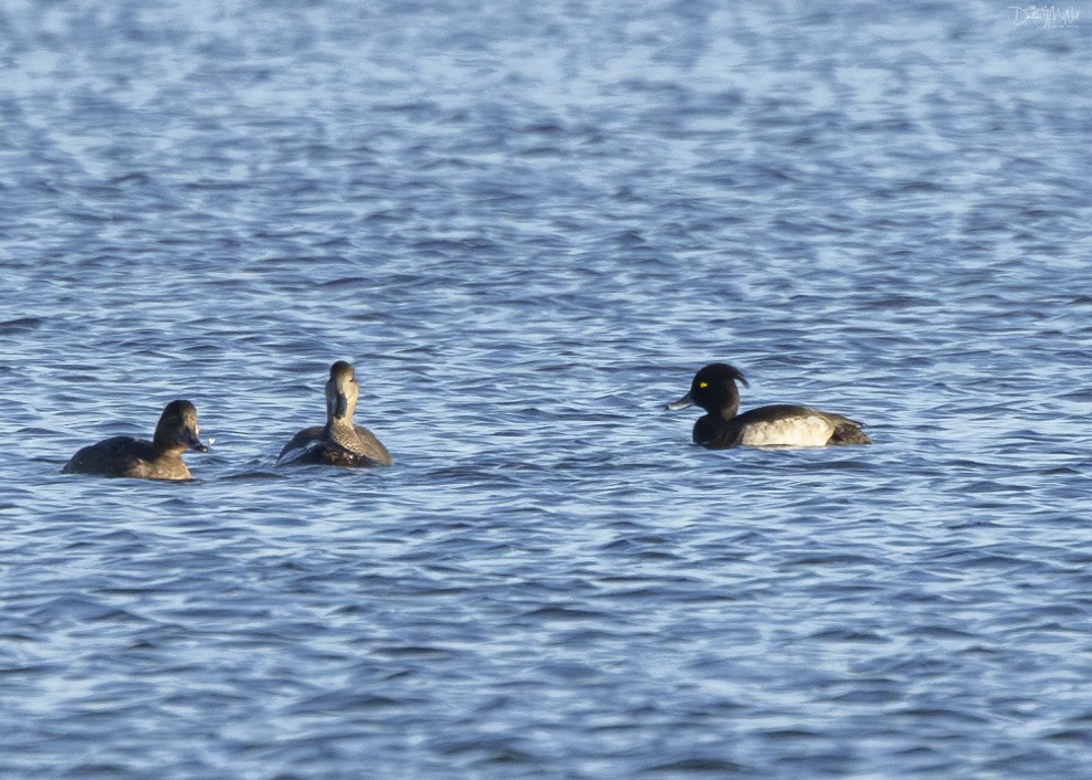 Tufted Duck - ML612400297