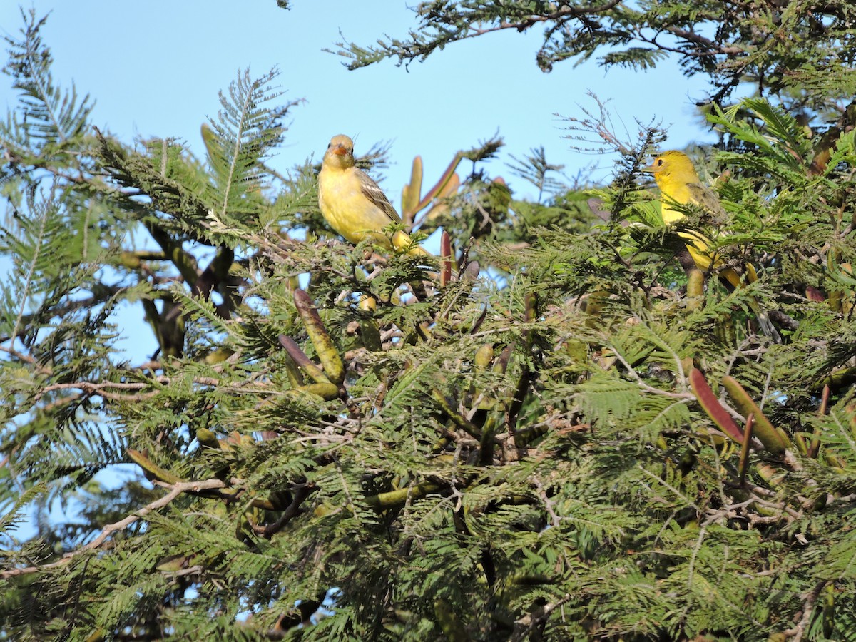 Western Tanager - ML612400491