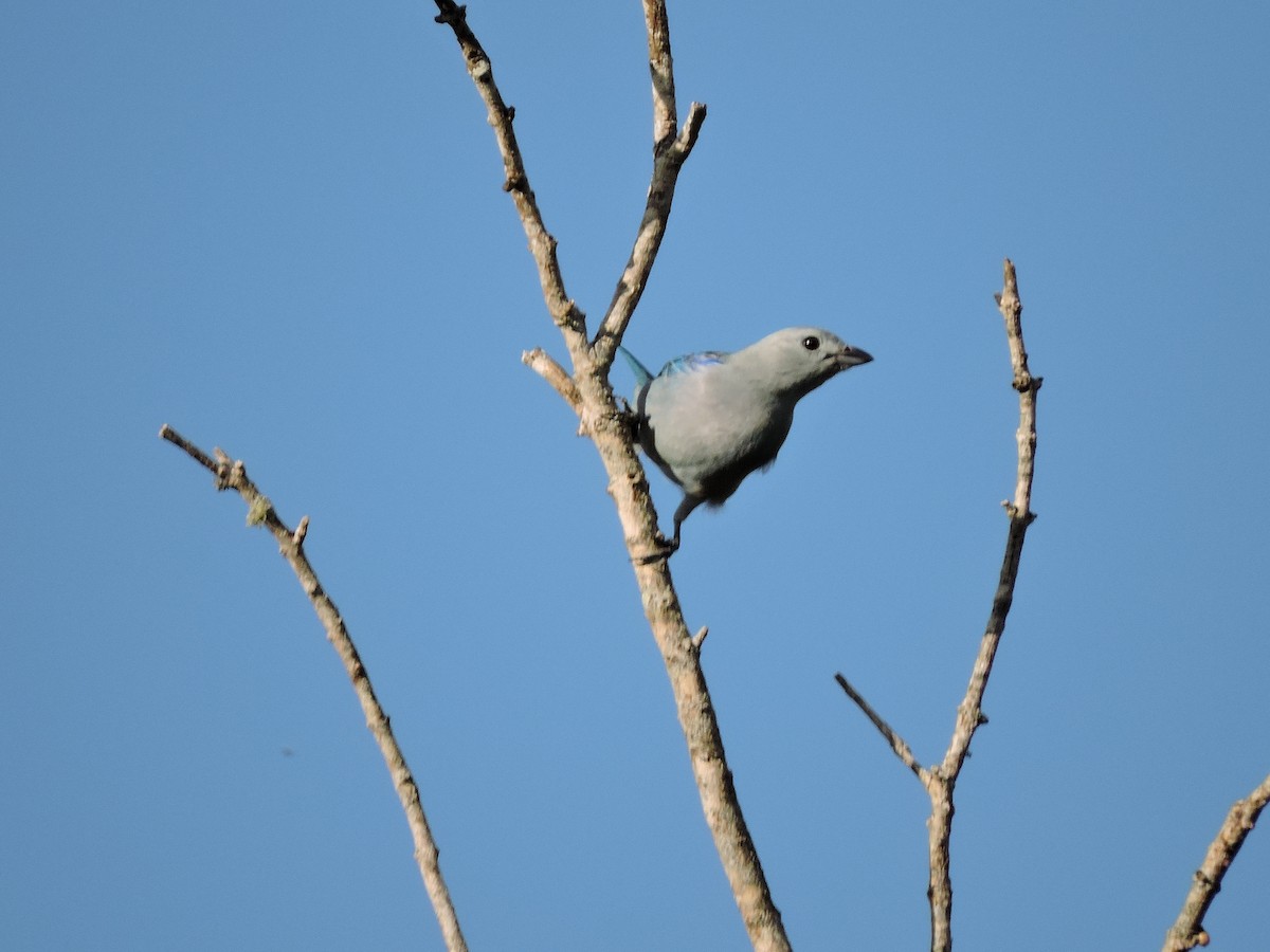 Blue-gray Tanager - ML612400791