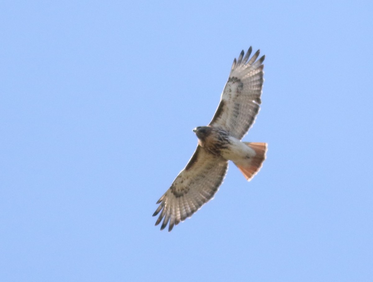 Red-tailed Hawk (abieticola) - 🦉Richard Aracil🦅