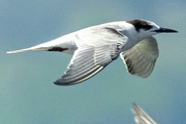 Common Tern - ML612400993