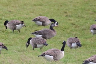 Greater White-fronted Goose, ML612401093