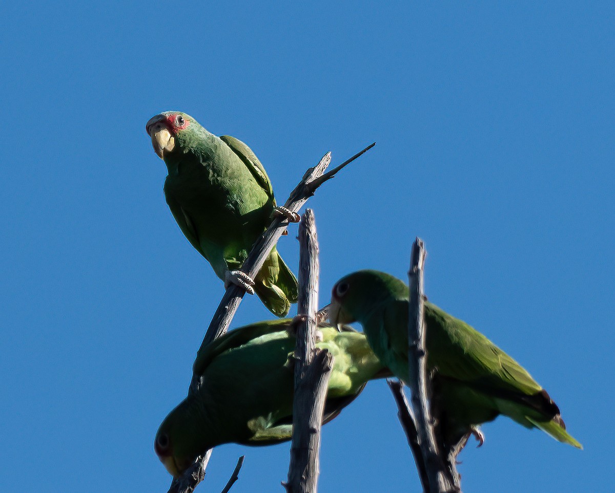 White-fronted Parrot - ML612401207