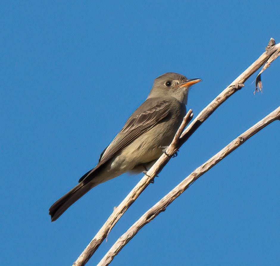 Greater Pewee - ML612401229
