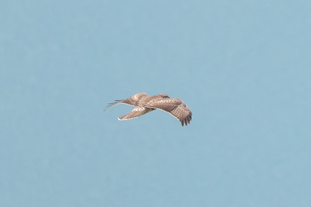 Red-tailed Hawk - ML612401297