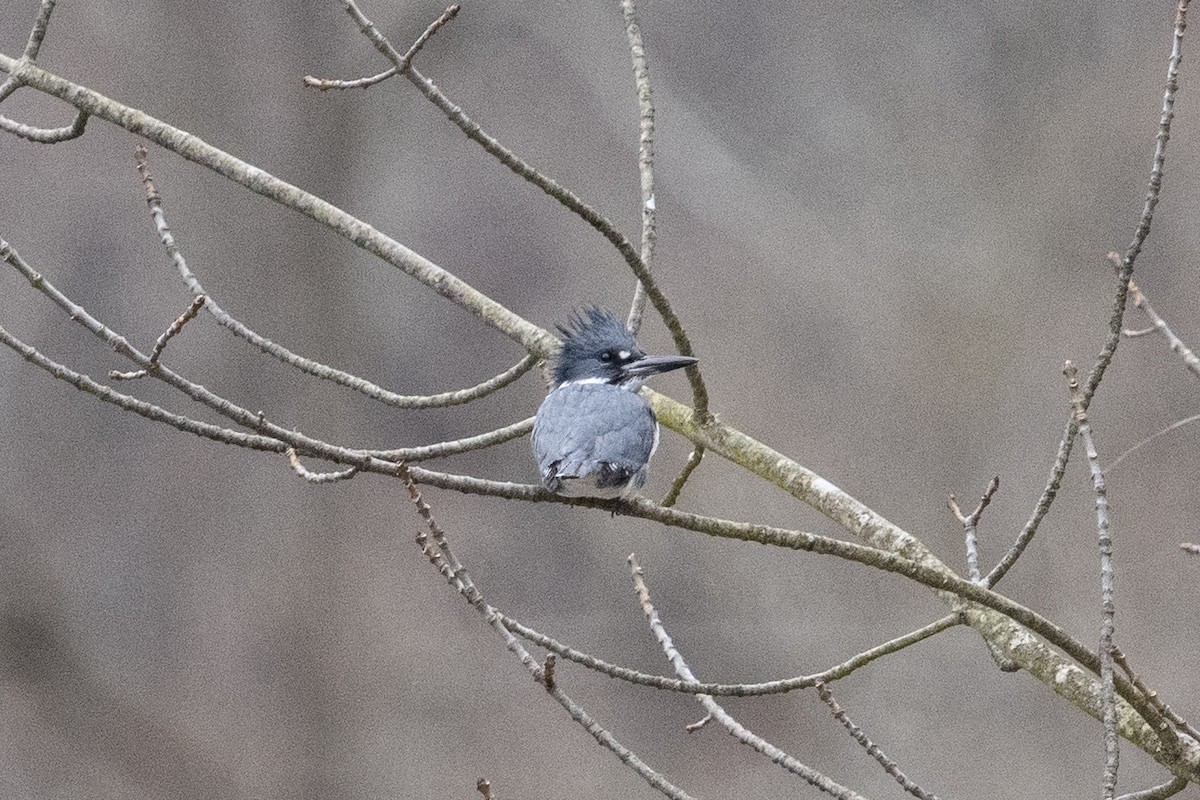 Belted Kingfisher - ML612401311