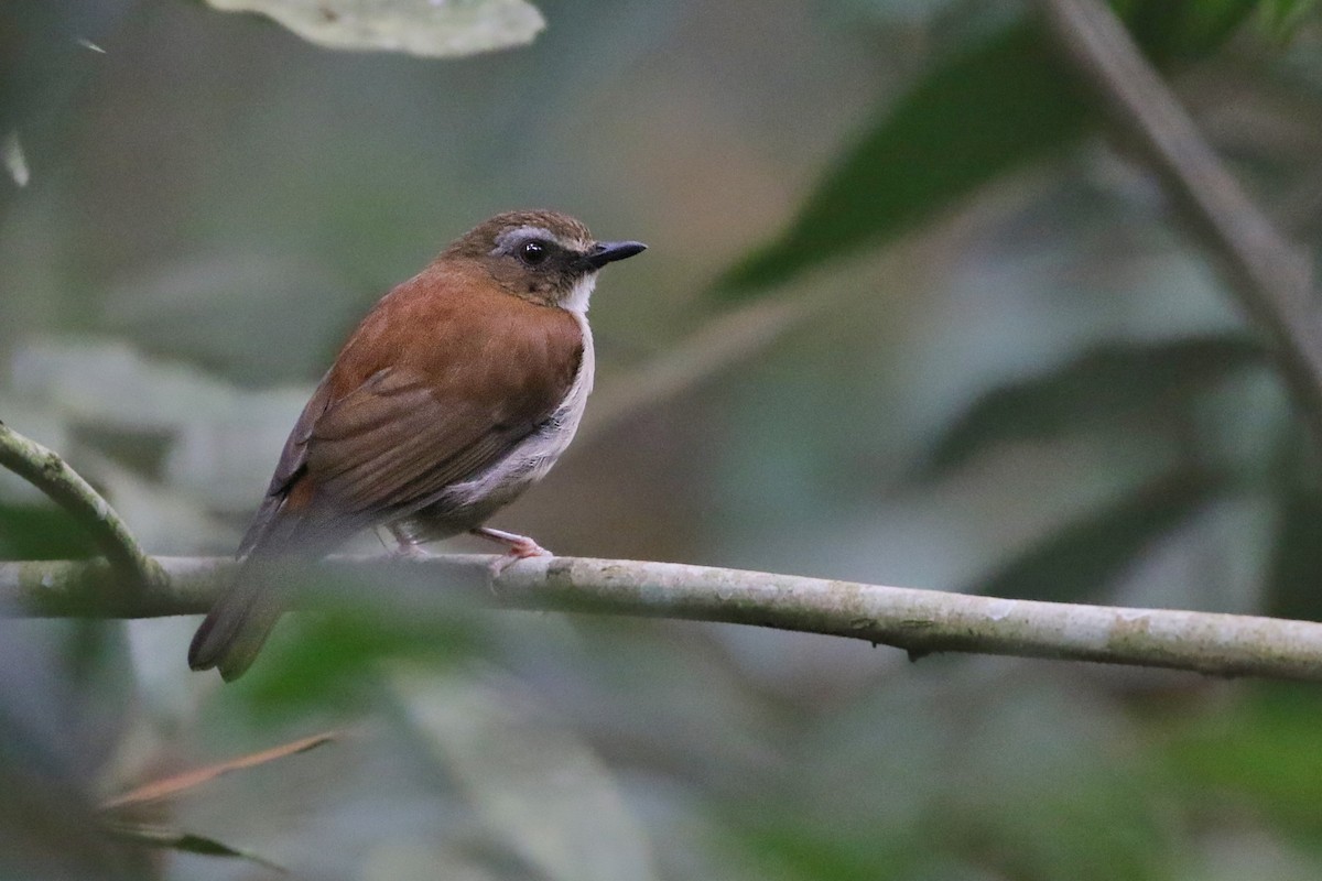 Brown-chested Alethe - Joshua Bergmark | Ornis Birding Expeditions