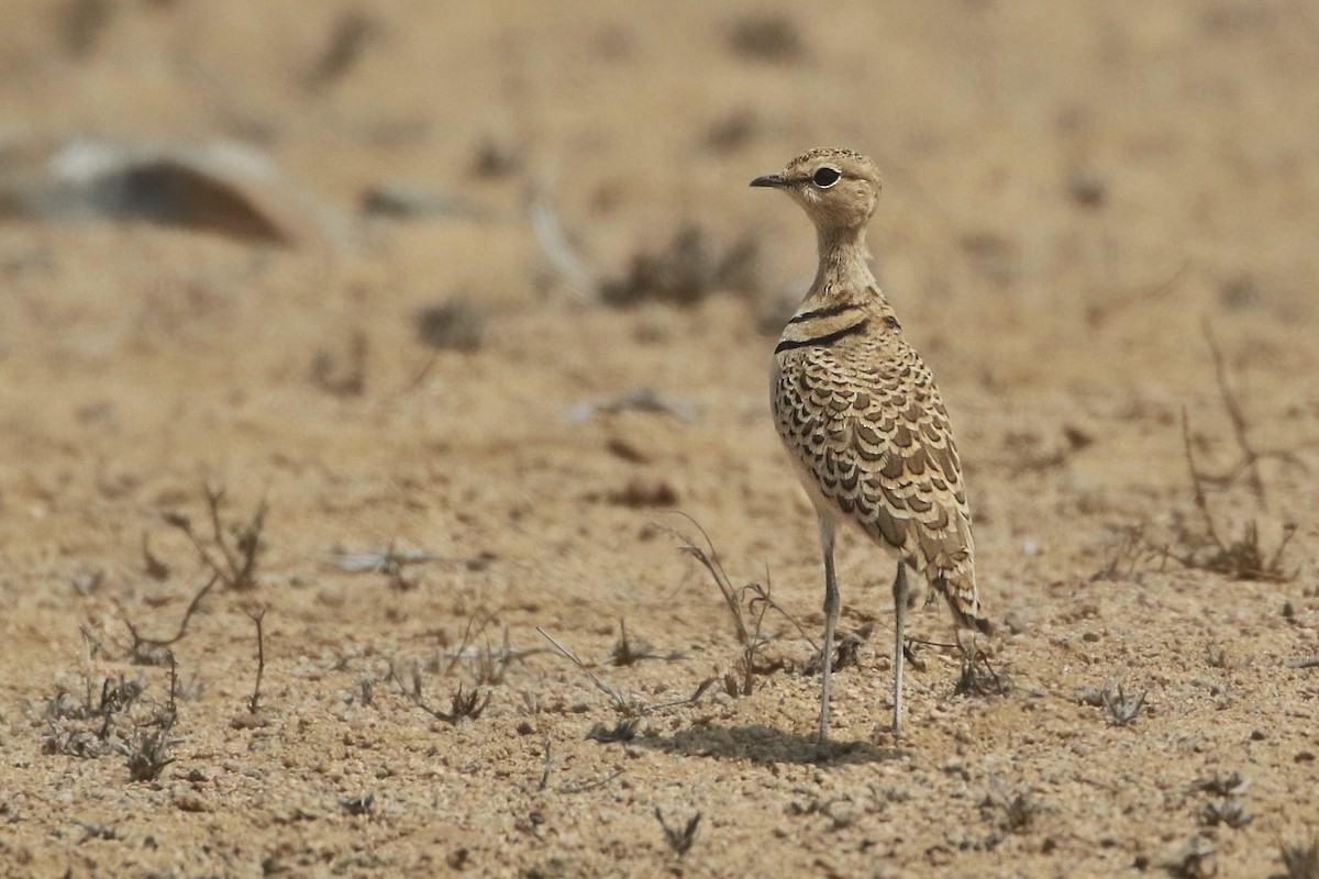 Double-banded Courser - ML612401753