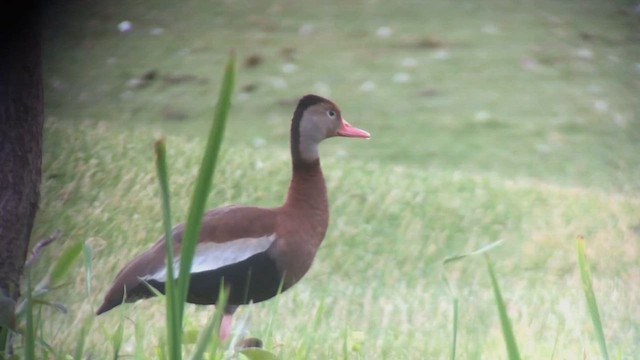 Black-bellied Whistling-Duck (fulgens) - ML612402314