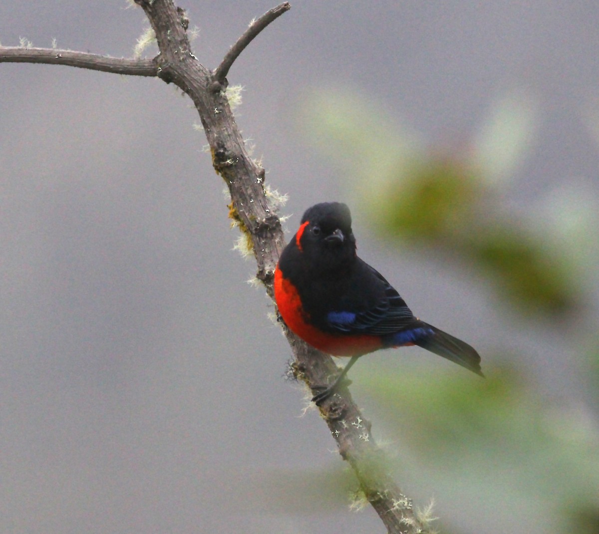 Scarlet-bellied Mountain Tanager - ML612402340