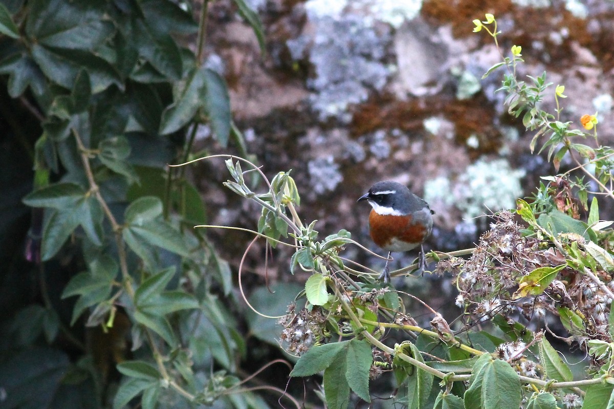Chestnut-breasted Mountain Finch - ML612402424