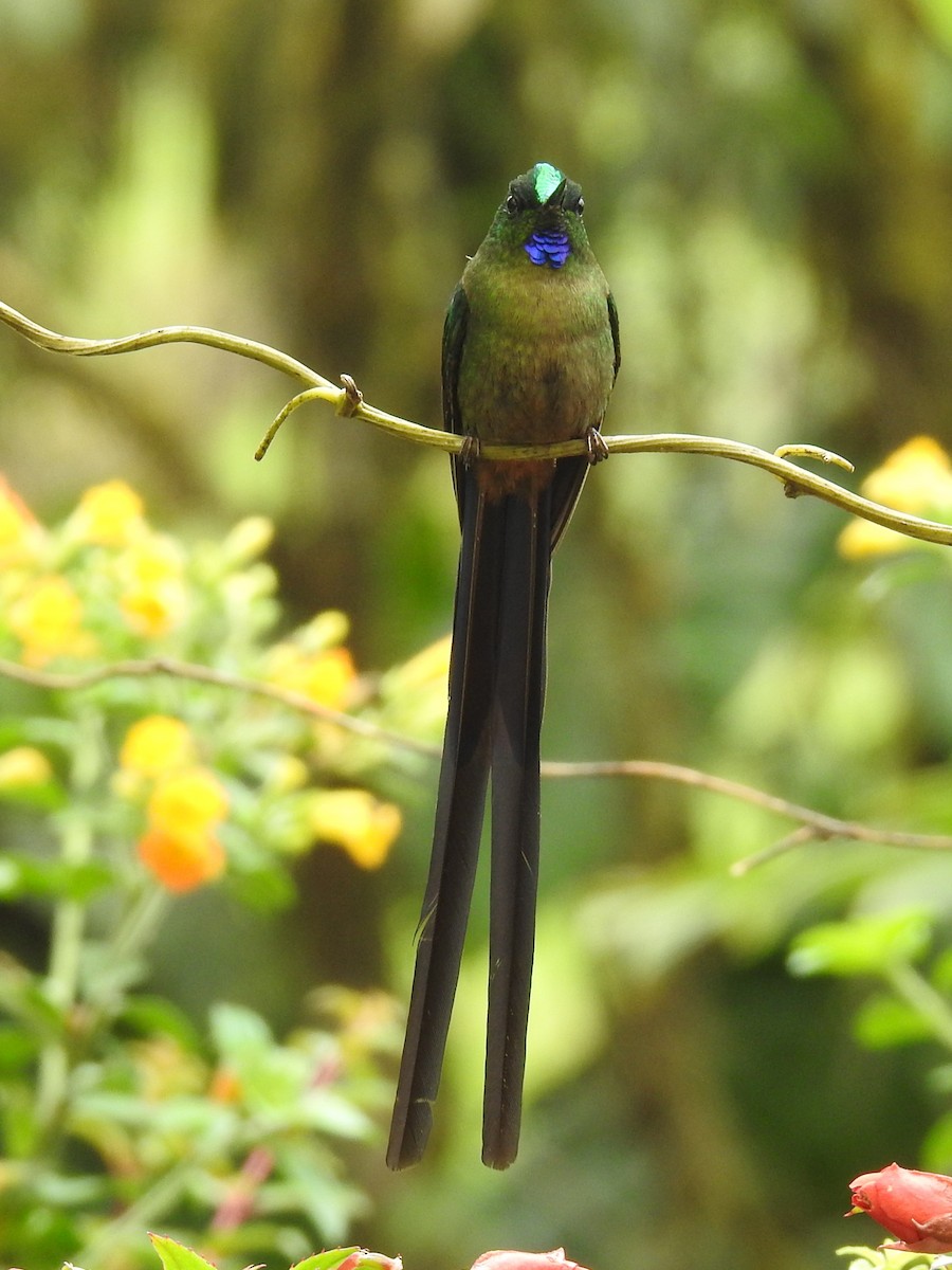 Violet-tailed Sylph - ML612402617
