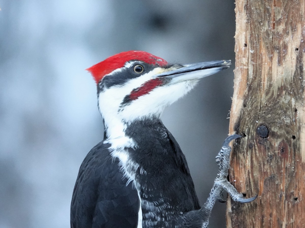 Pileated Woodpecker - Lorrie Anderson