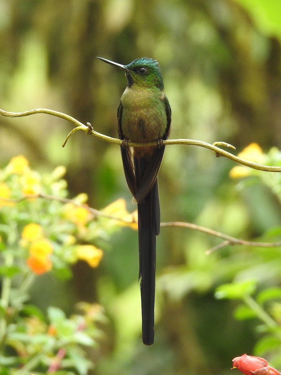 Violet-tailed Sylph - ML612402928