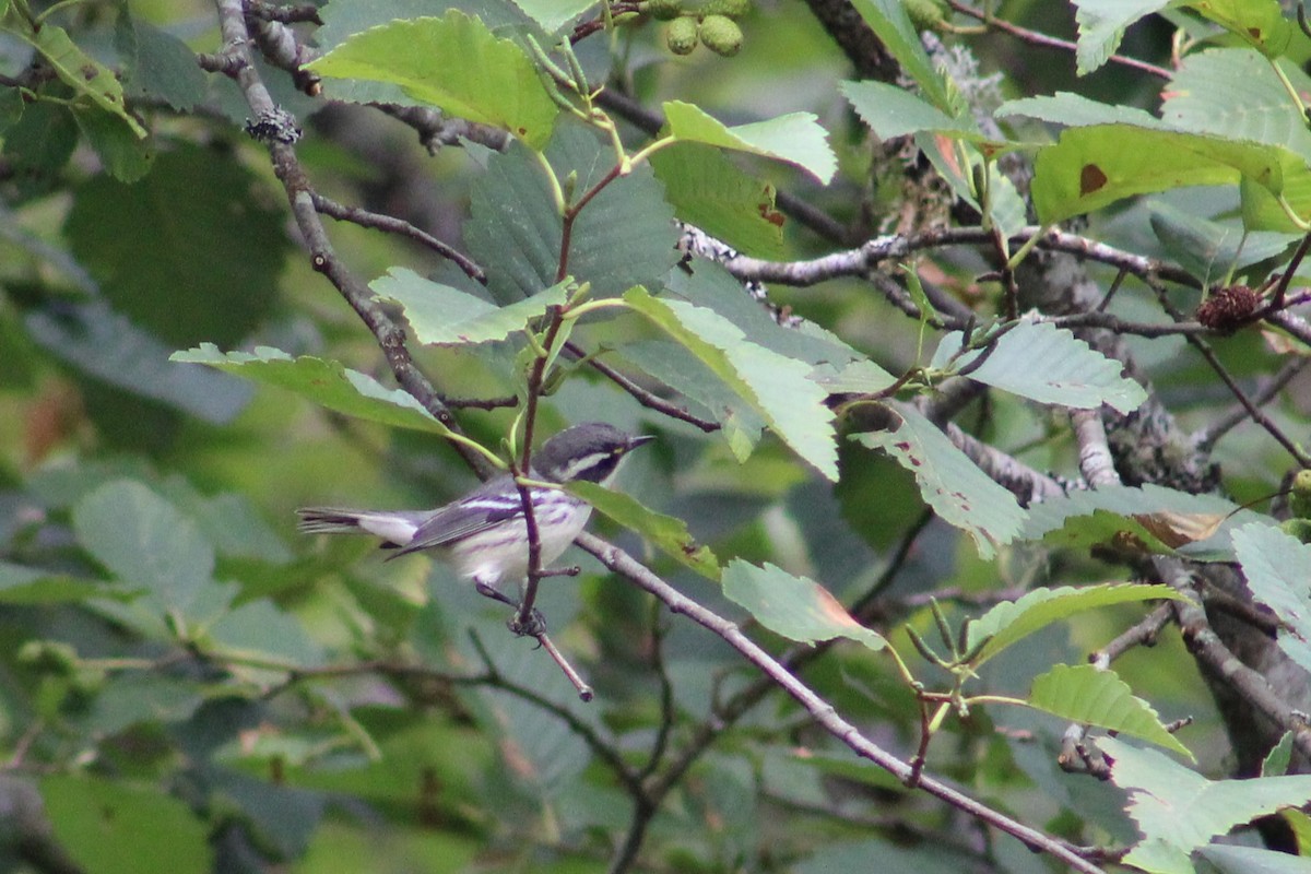 Black-throated Gray Warbler - ML612402959