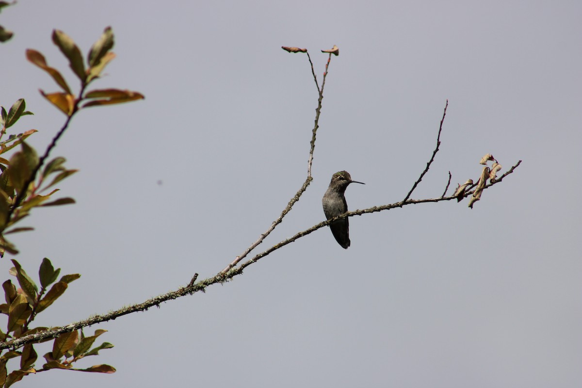 Anna's Hummingbird - Soren Zappia