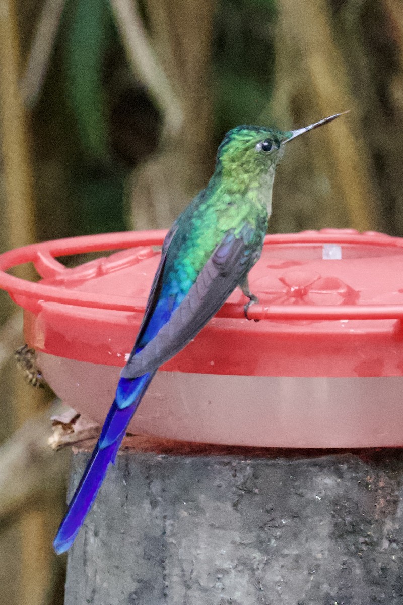 Violet-tailed Sylph - ML612403051