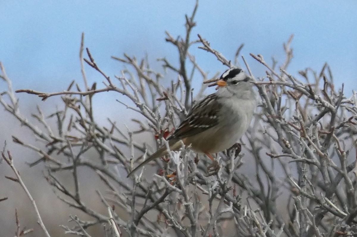 White-crowned Sparrow - Sandy Bauerschmidt
