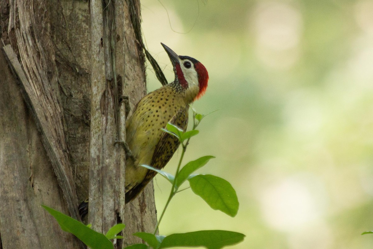 Spot-breasted Woodpecker - Lázaro Barreto