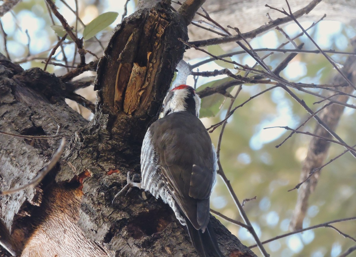 Arizona Woodpecker - ML612403670