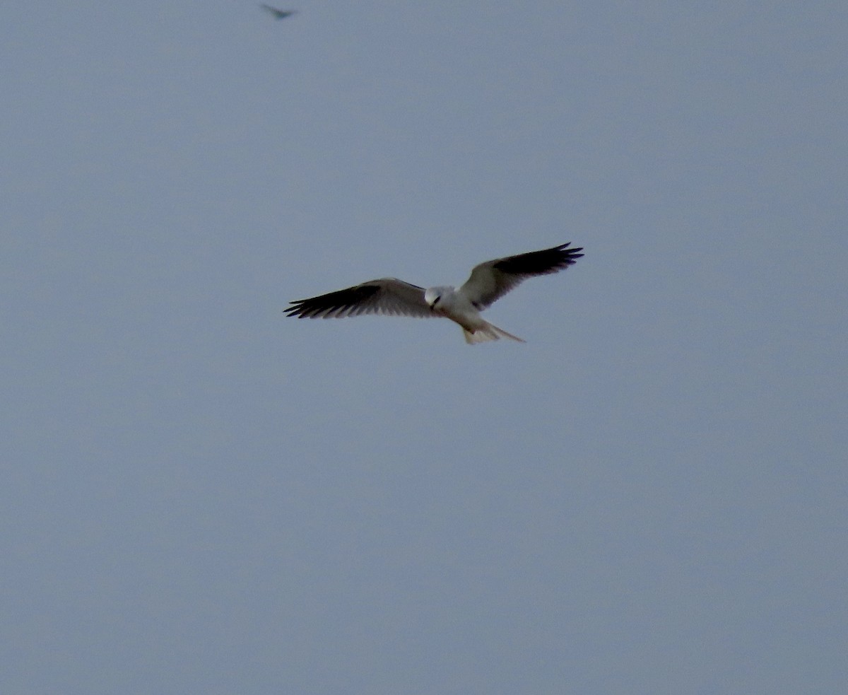 White-tailed Kite - ML612404048