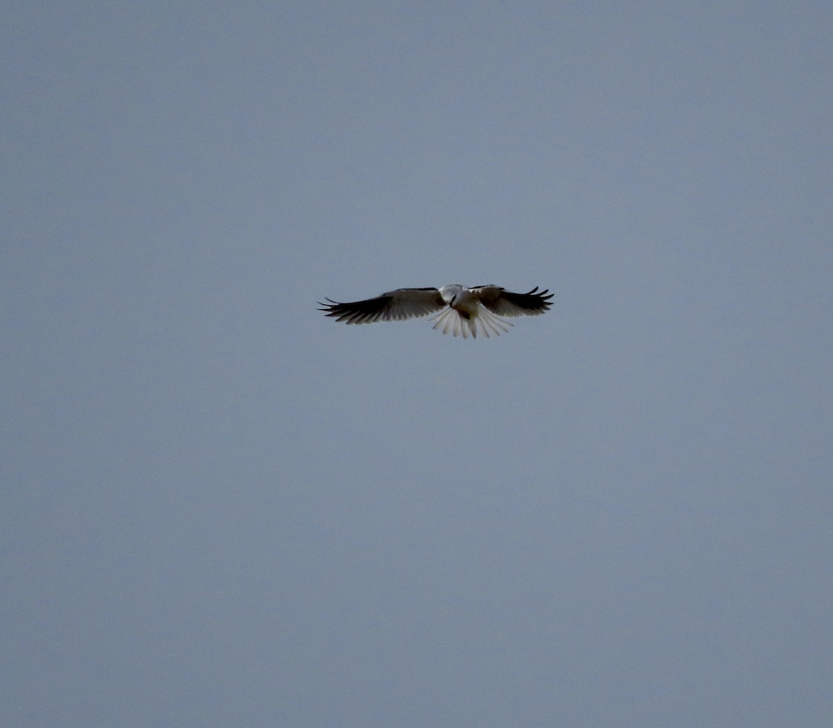 White-tailed Kite - ML612404049