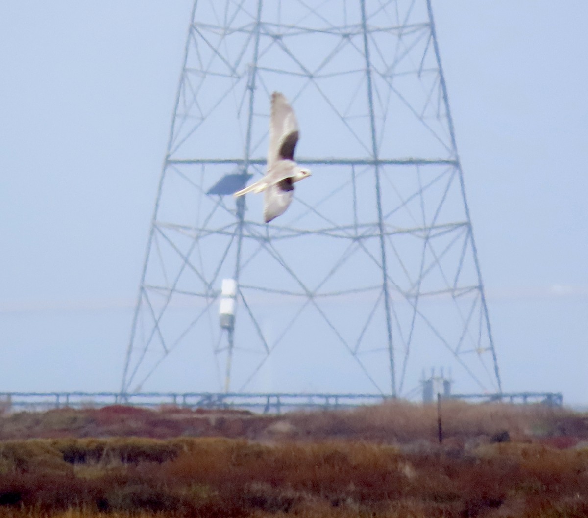 White-tailed Kite - ML612404050