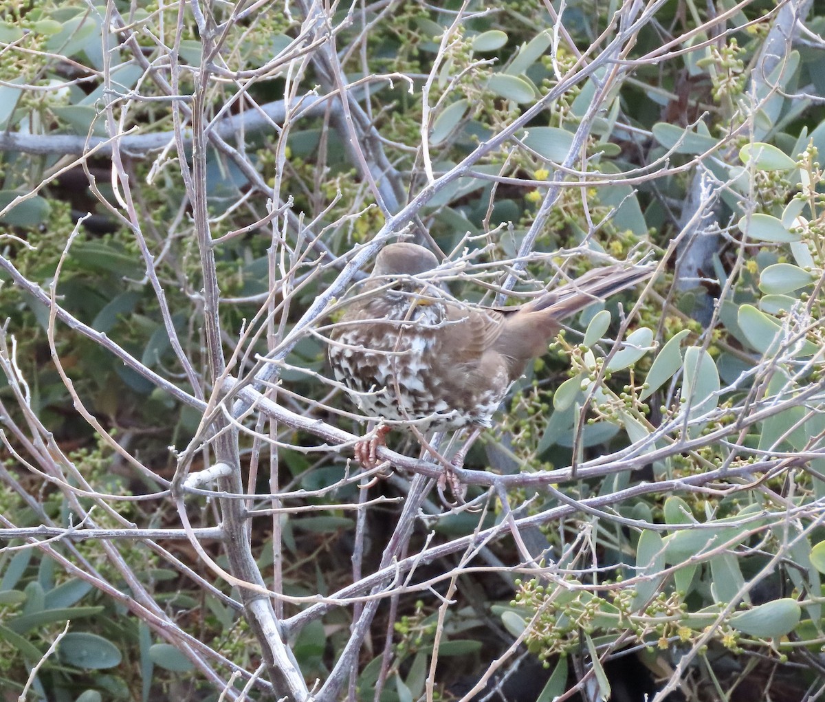 Fox Sparrow (Sooty) - ML612404124