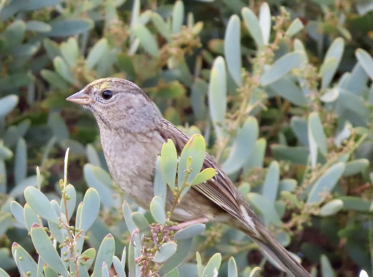 Golden-crowned Sparrow - ML612404162