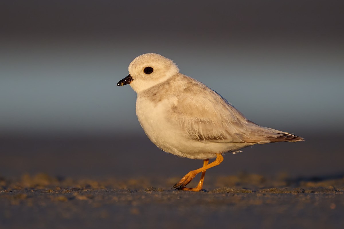 Piping Plover - ML612404185