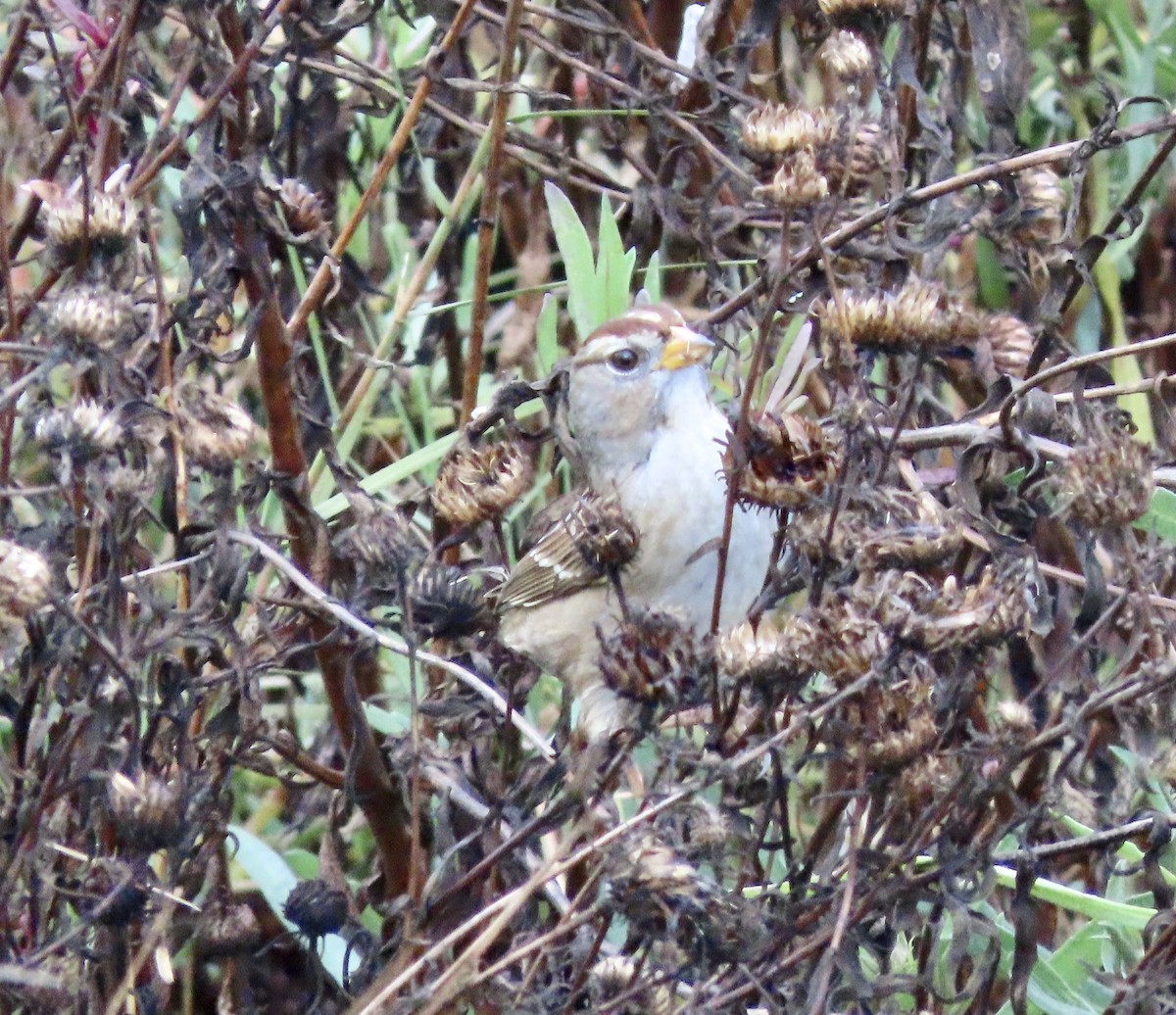 White-crowned Sparrow - ML612404202