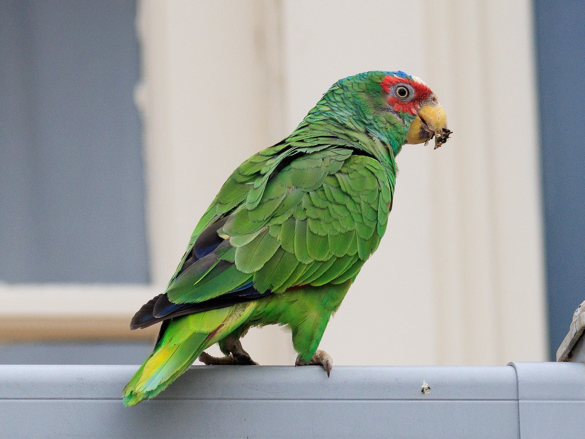 White-fronted Parrot - ML612404547