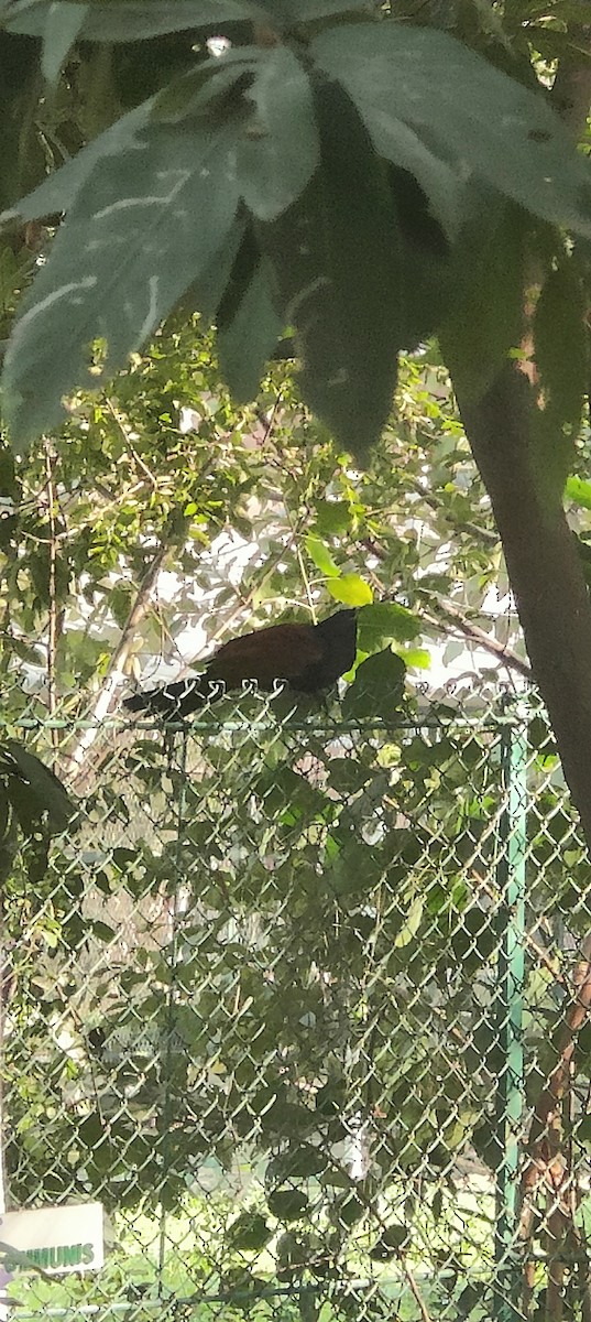 Greater Coucal - Swami Anantanand Hari
