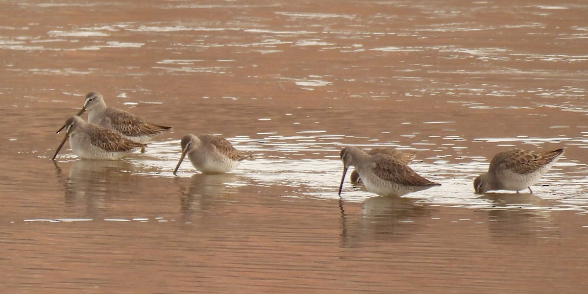 Long-billed Dowitcher - ML612404684