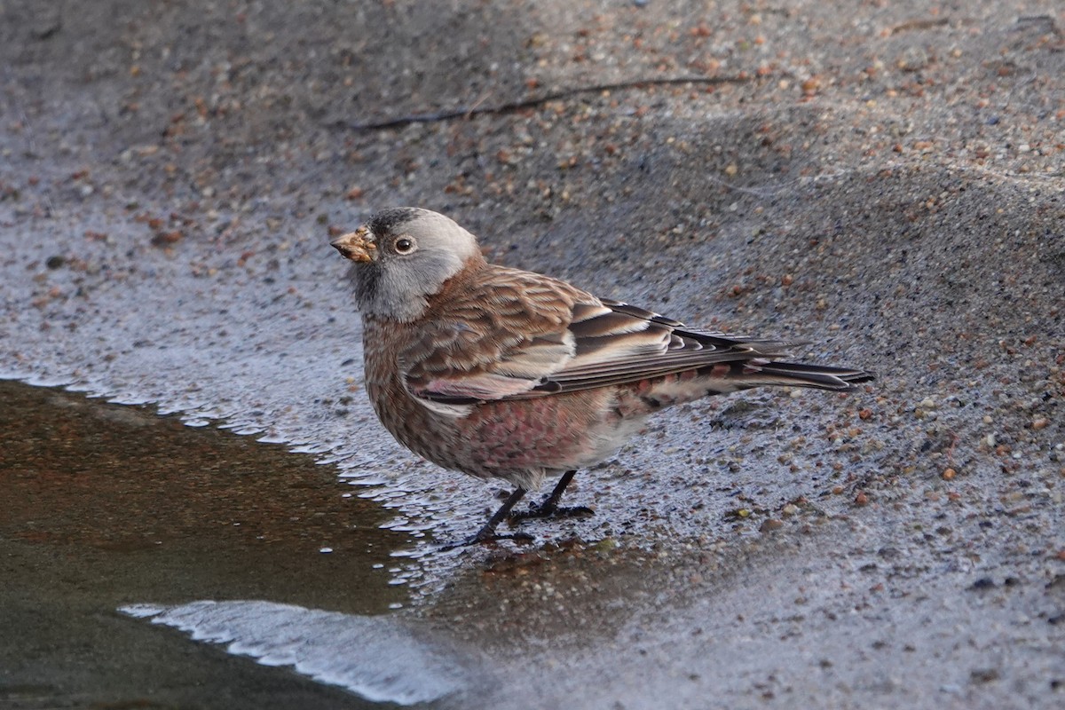 Gray-crowned Rosy-Finch (Hepburn's) - Patty Rose
