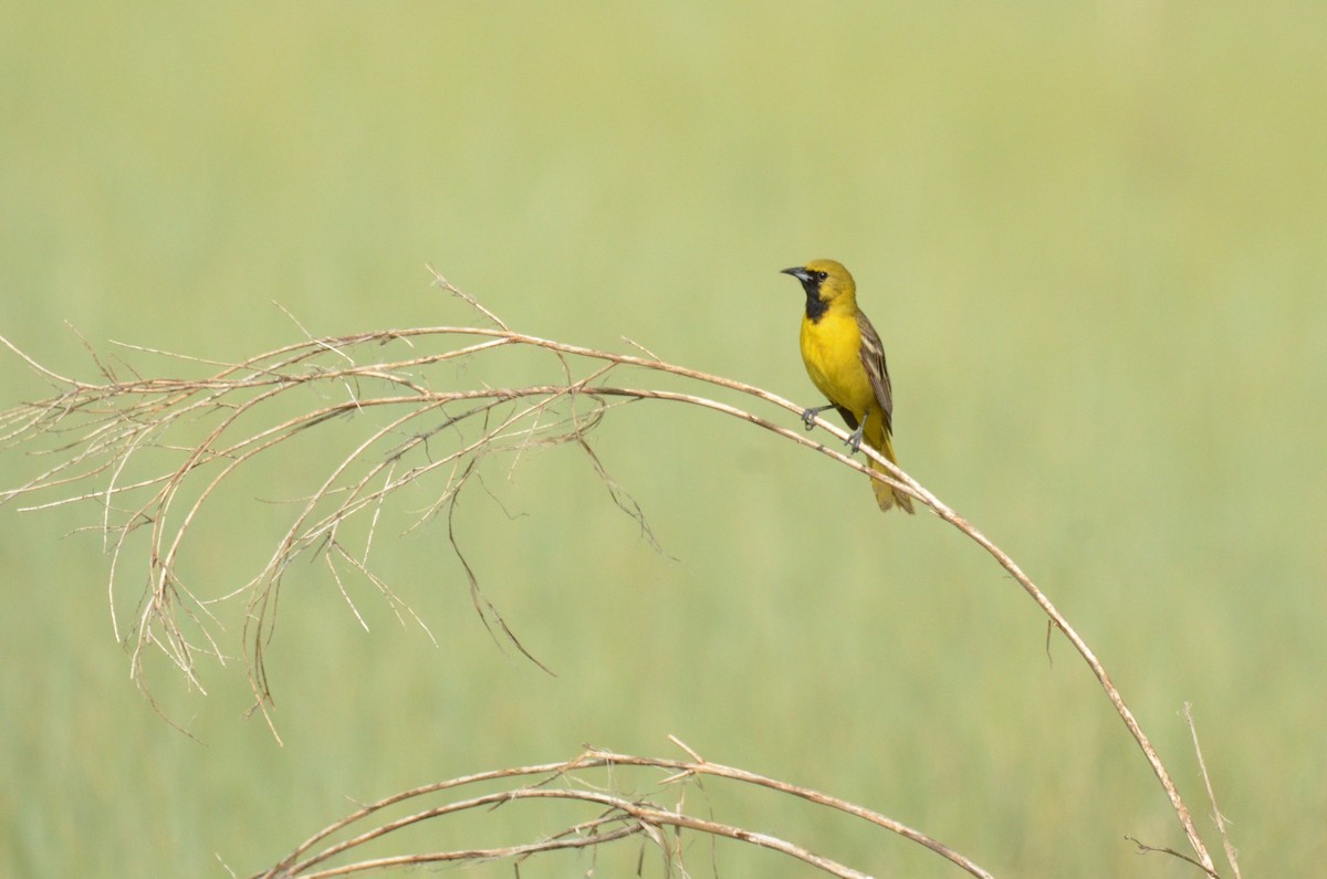 Orchard Oriole - ML612405171