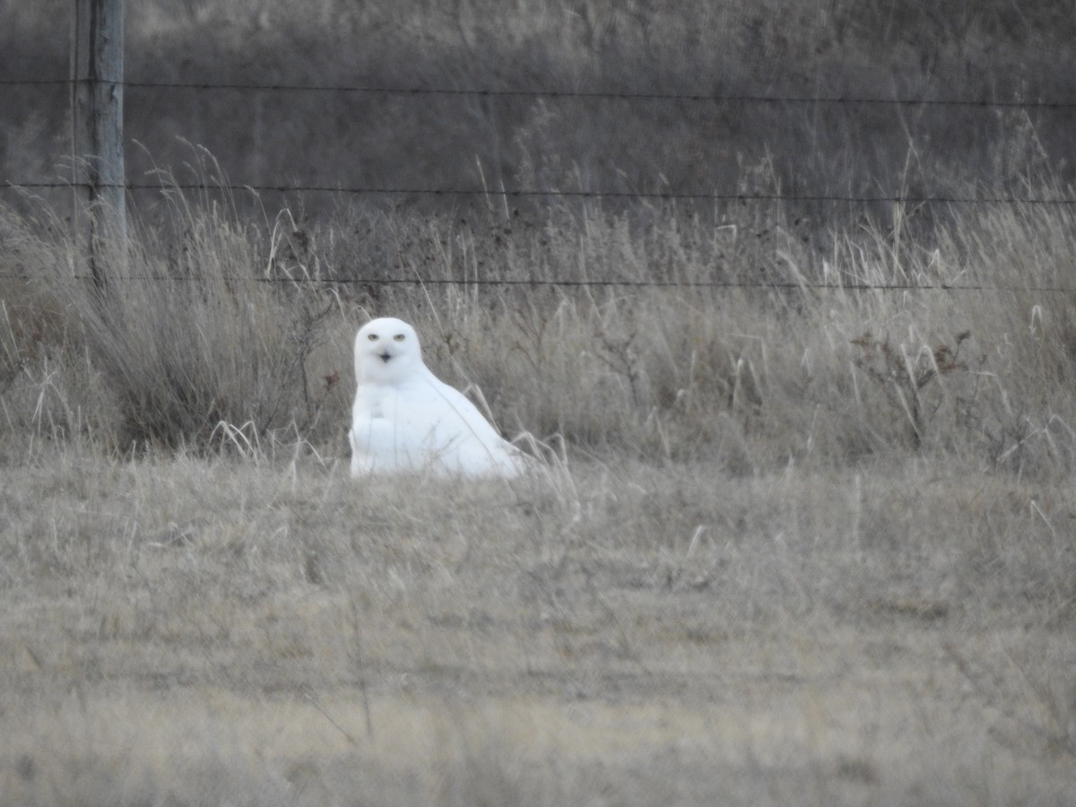 Snowy Owl - ML612405246