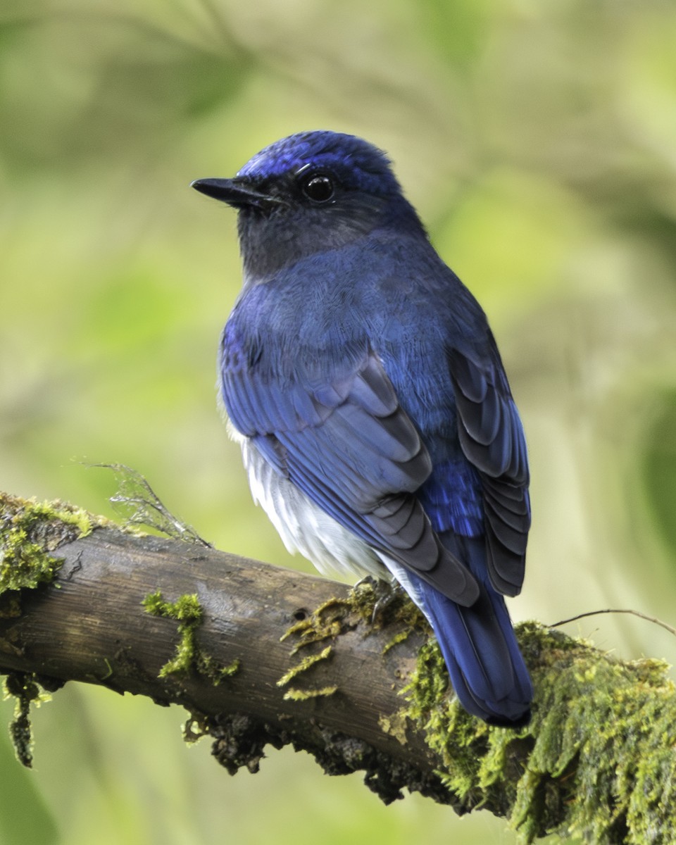 Blue-and-white Flycatcher - ML612405268