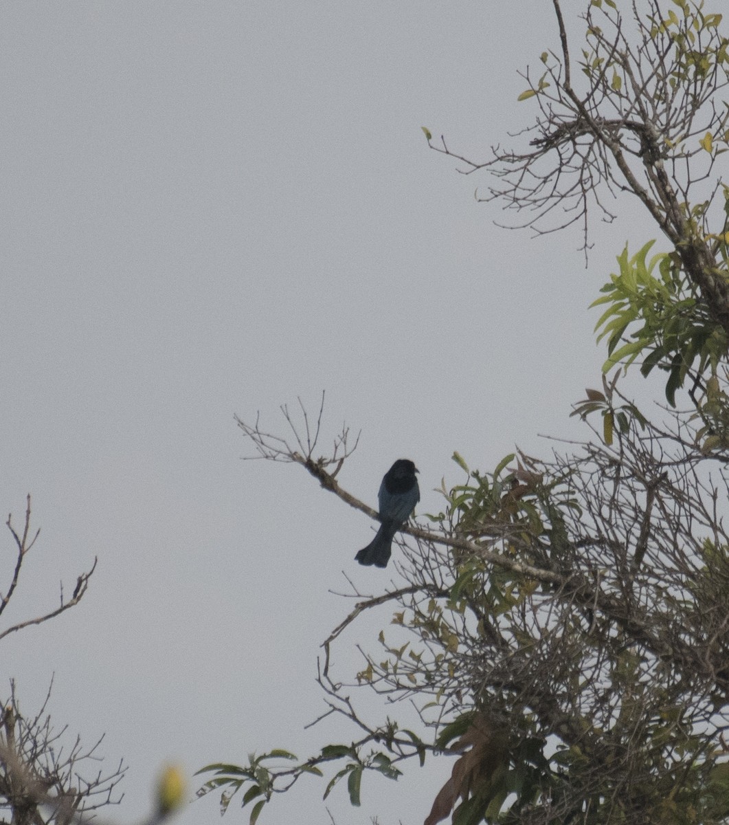 Hair-crested Drongo - ML612405281