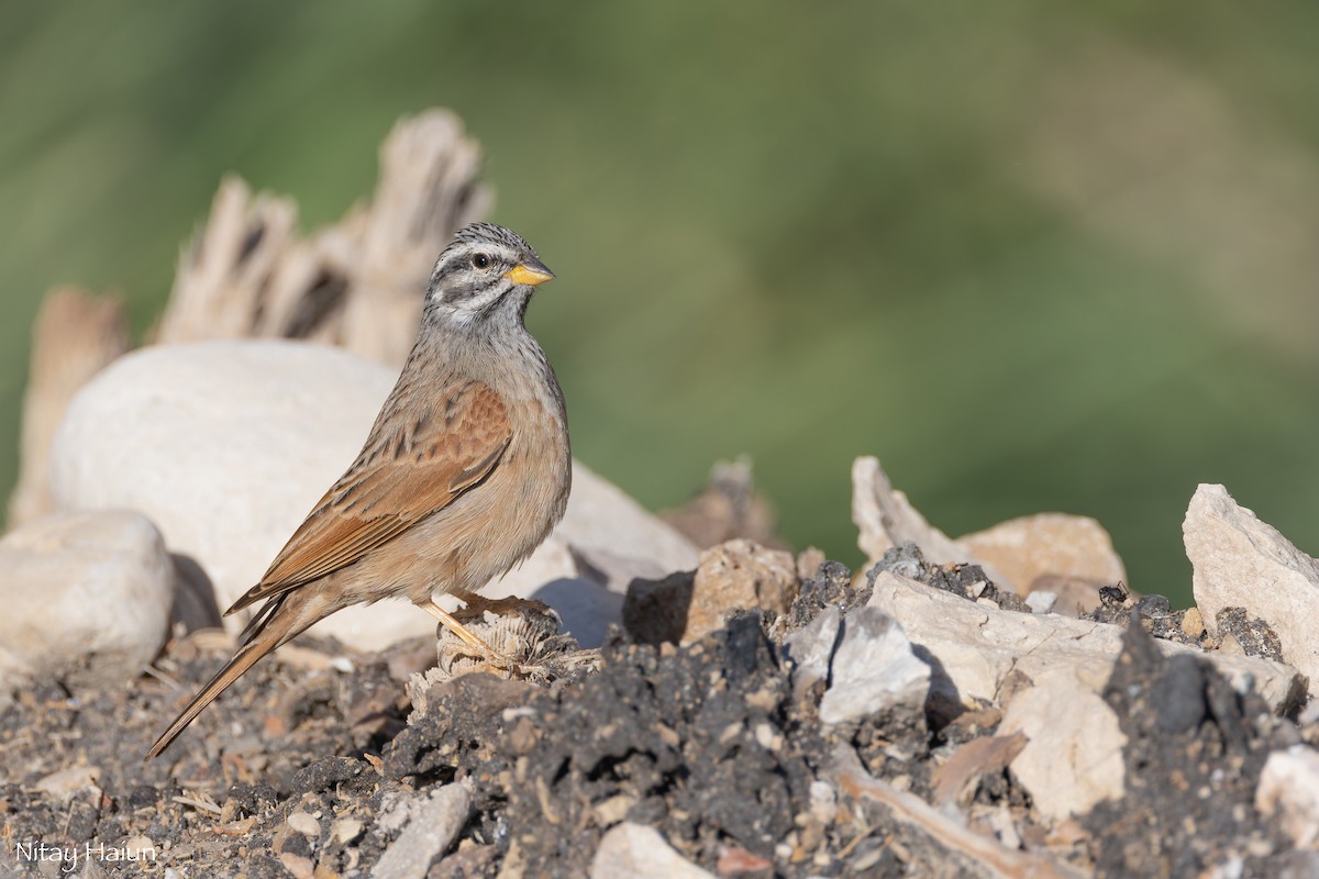 Striolated Bunting - ML612405284