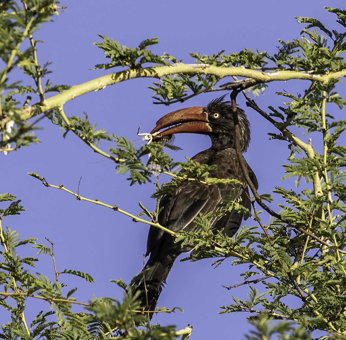 Crowned Hornbill - Mel Senac