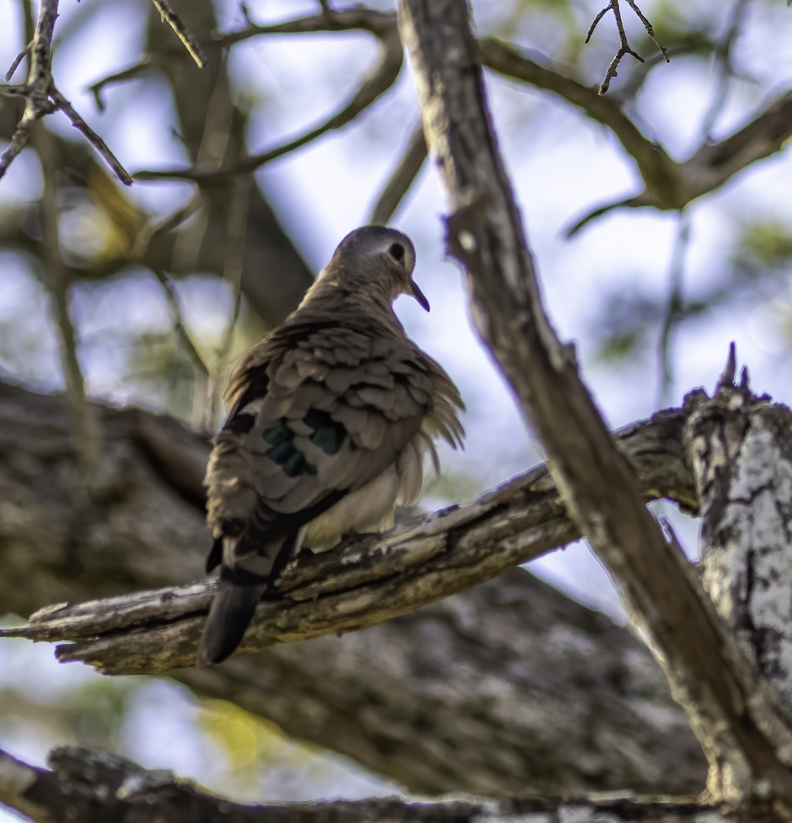 Emerald-spotted Wood-Dove - ML612405495