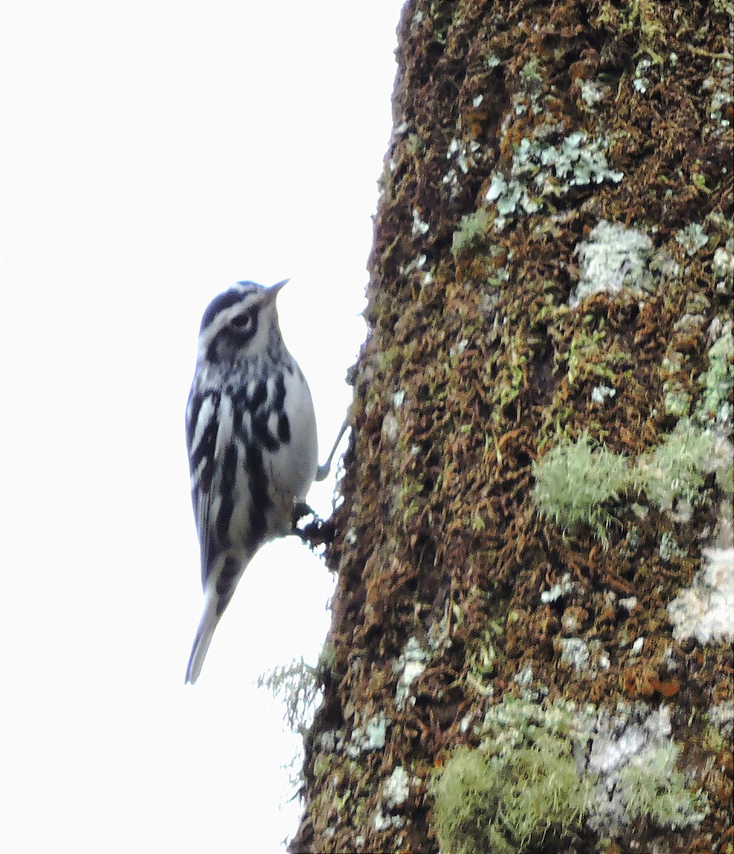 Black-and-white Warbler - ML612405506