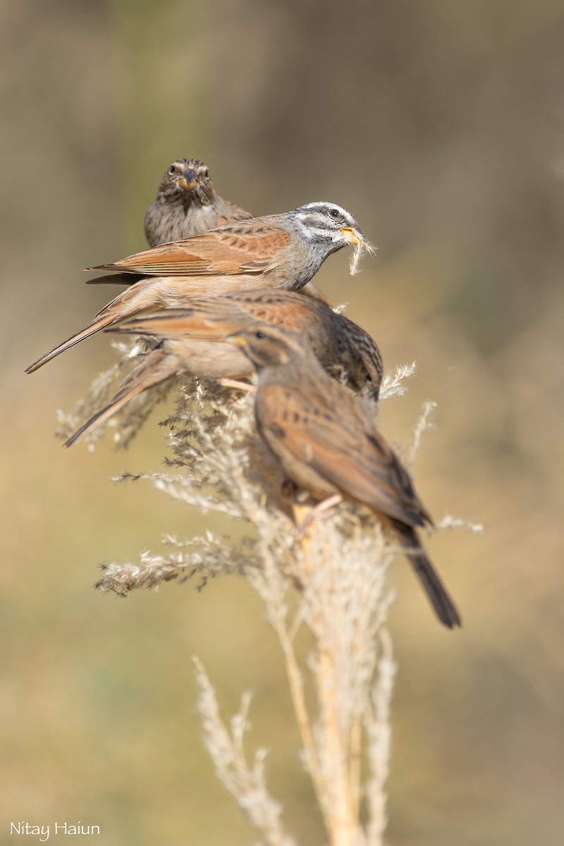 Striolated Bunting - ML612405632