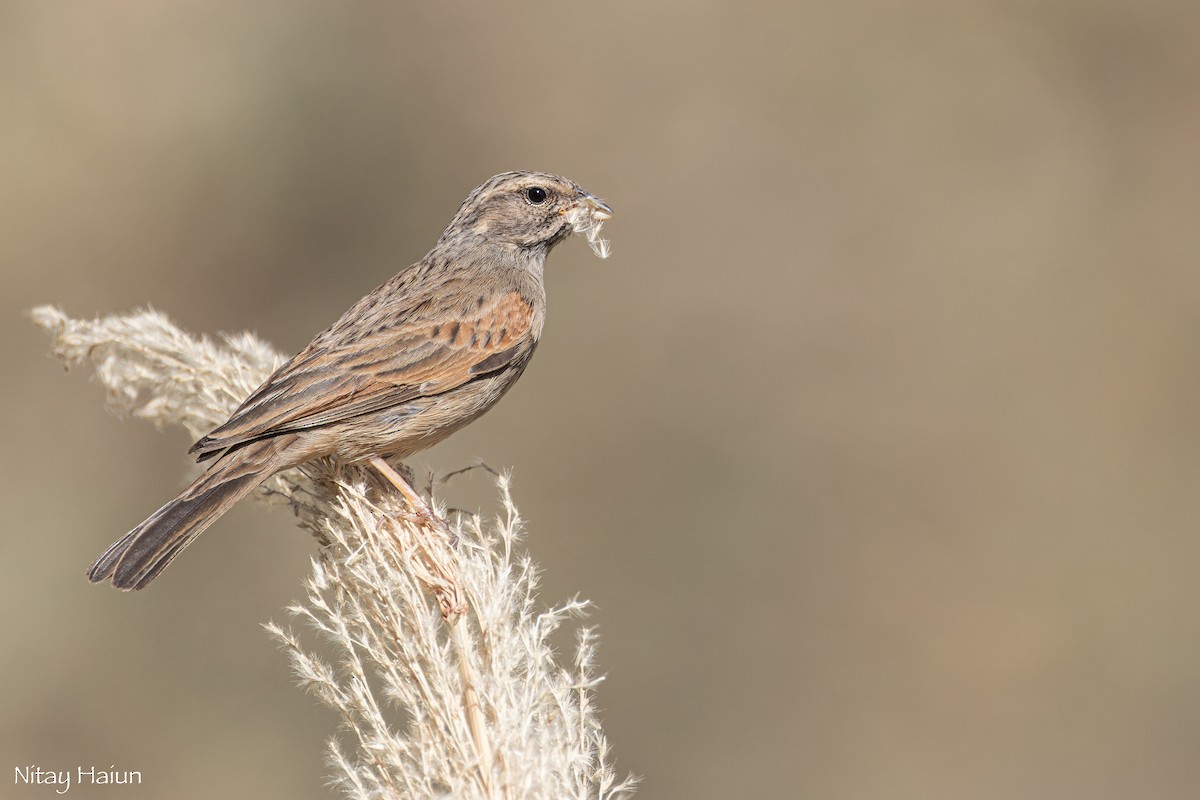 Striolated Bunting - ML612405644