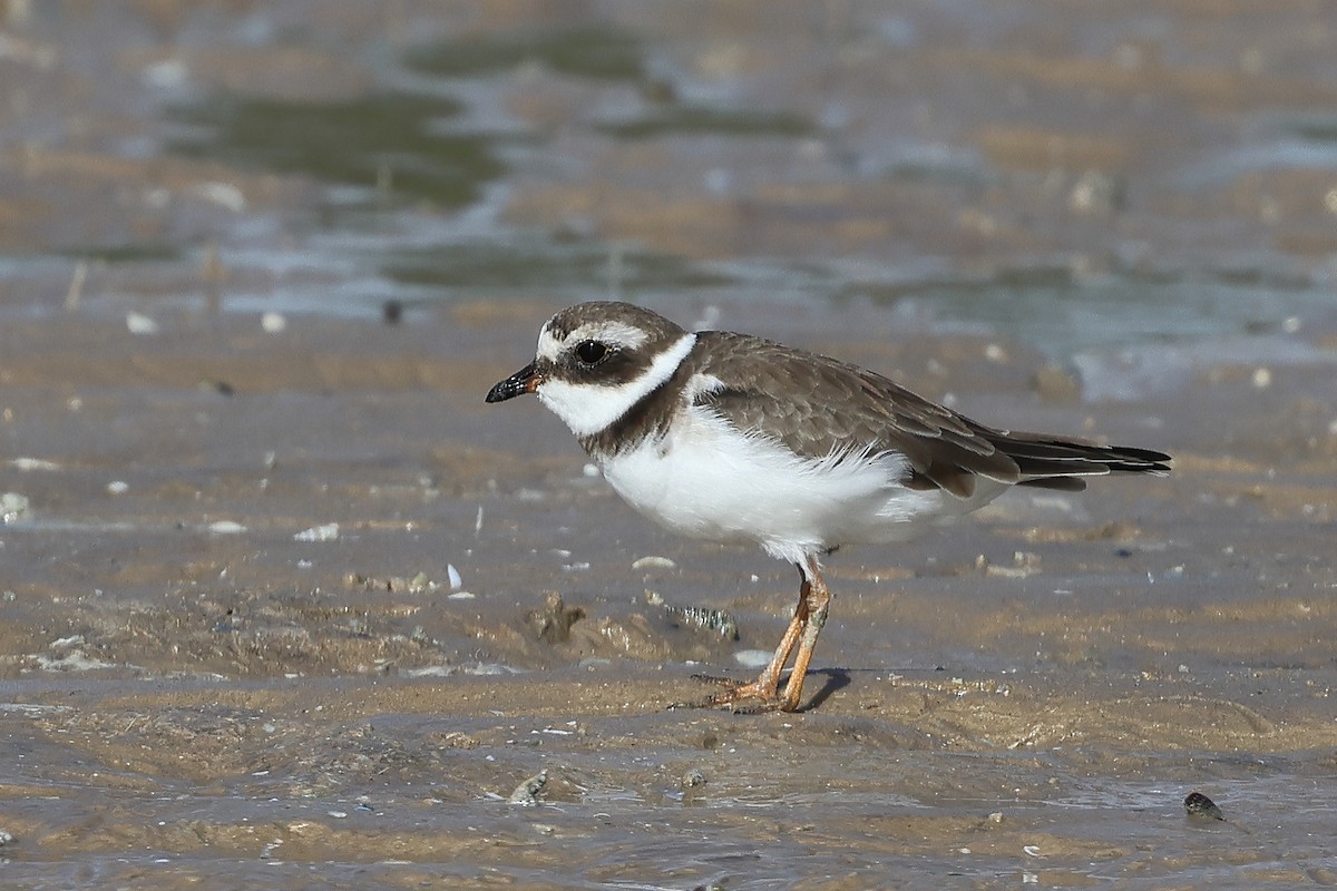 Common Ringed Plover - ML612405785